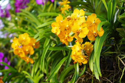 Close-up yellow orchids in garden.