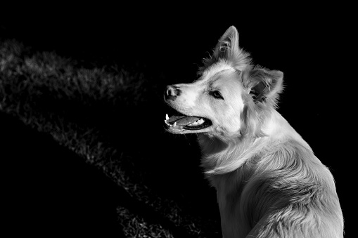 Beautiful portrait of a border collie in black and white.