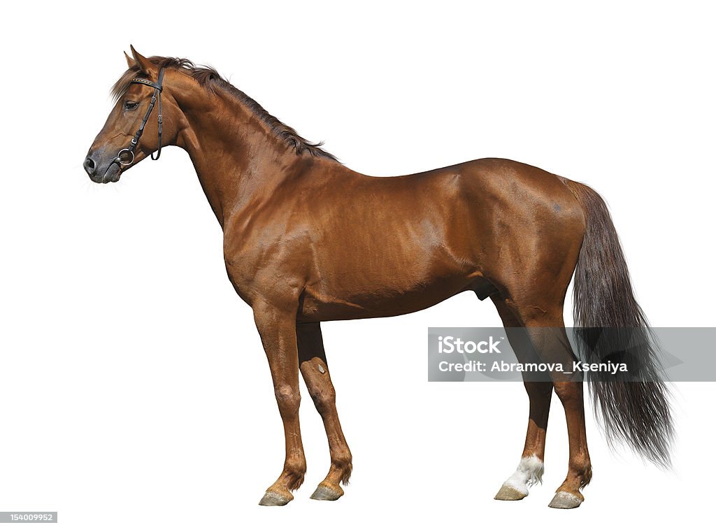 Sorrel Don stallion Sorrel Don stallion isolated on white Horse Stock Photo