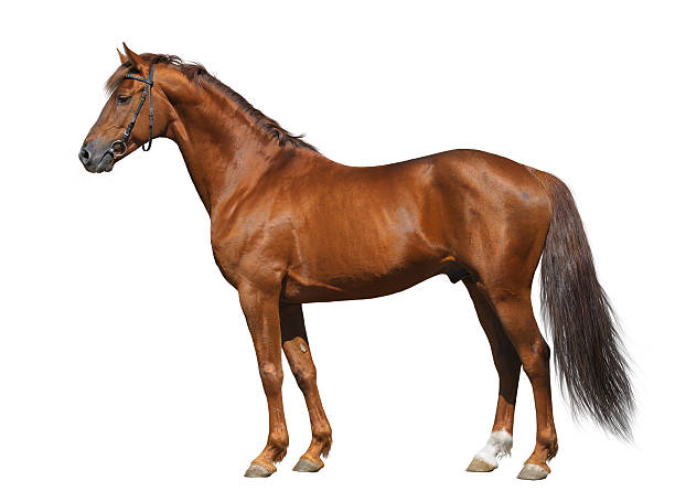 Sorrel Don stallion Sorrel Don stallion isolated on white empty profile picture stock pictures, royalty-free photos & images