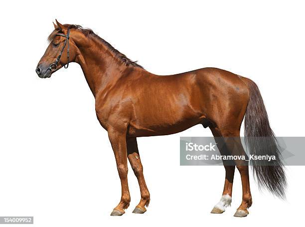 Sorrel Don Stallion Stock Photo - Download Image Now - Horse, White Background, Profile View