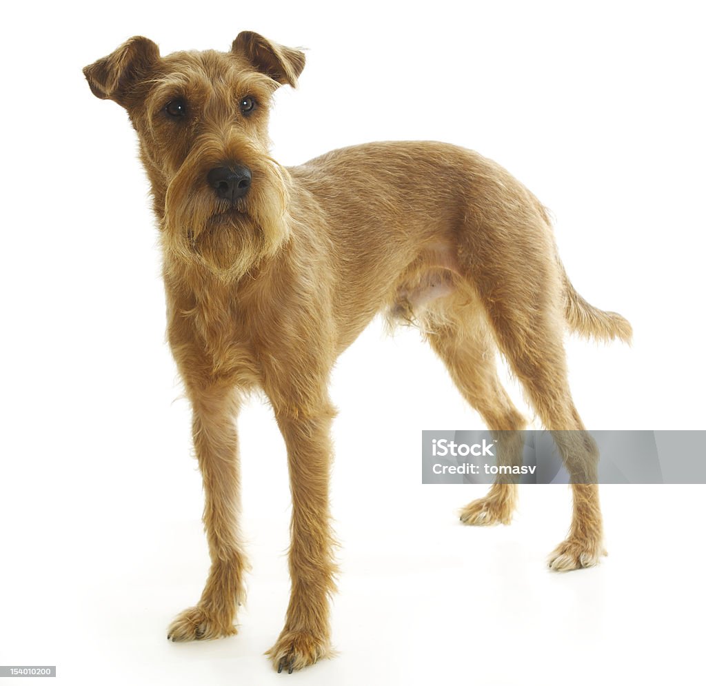 Irish terrier stehend auf einem weißen Hintergrund und Blick - Lizenzfrei Irischer Terrier Stock-Foto