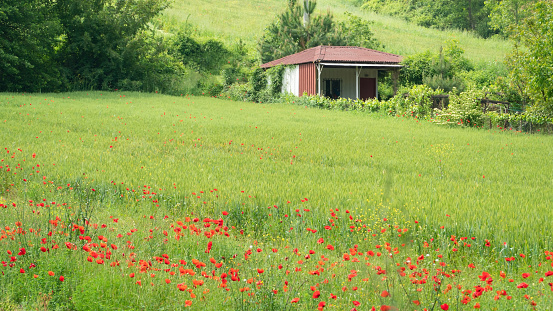 Small house landscape in a meadow with beautiful flowers during summer season.