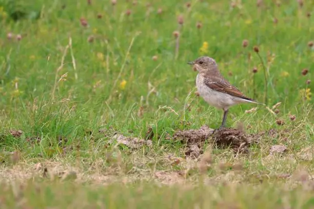 A closeup of a Wheatear in a lush green on a sunny day with a blurry background in Scotland