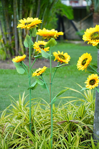 Beautiful artificial Sunflower in garden