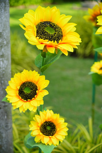 Artificial bright yellow sunflower blooming in garden
