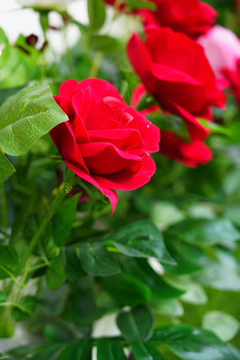 The artificial  red rose in garden background