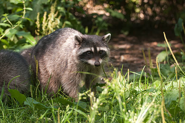 istock Racoon in Stanley Park, Vancouver, Canada 154012784