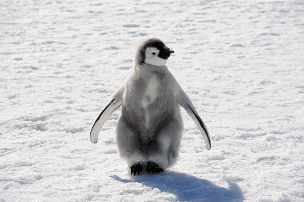 Emperor Penguin Chick stock photo