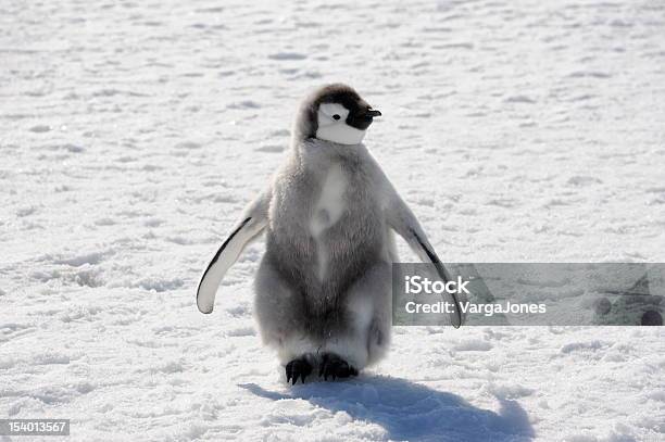 Emperor Penguin Chick Stock Photo - Download Image Now - Penguin, Young Animal, Emperor Penguin