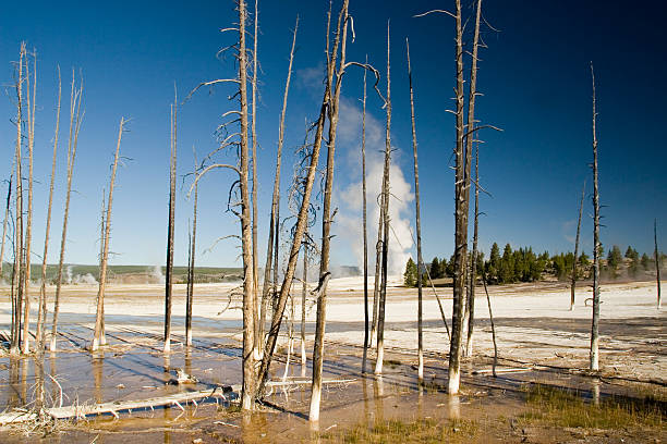 Bobby Sox pines in Yellowstone stock photo