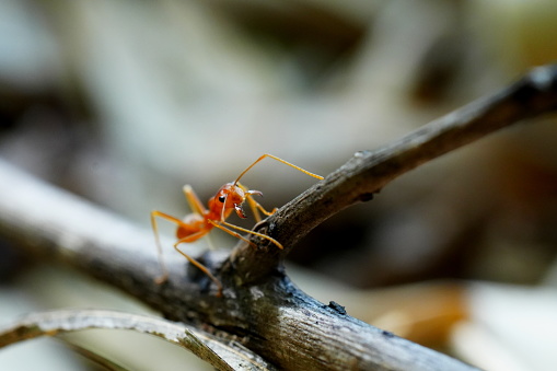 Macro photography,Red ant walk on a tree ,close up