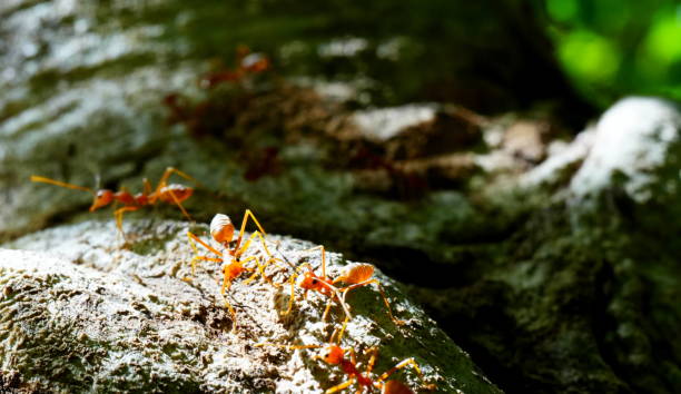 istock A fierce weaver ant 1540138846