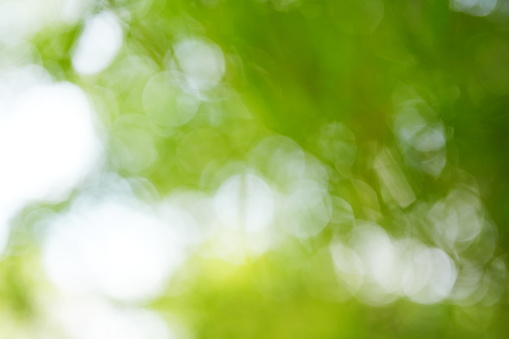 Green abstract with bokeh under tree in nature background