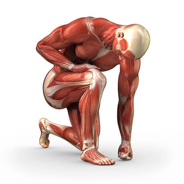muscular masculino con los músculos visible-clipping path (borde de corte - aductor grande fotografías e imágenes de stock
