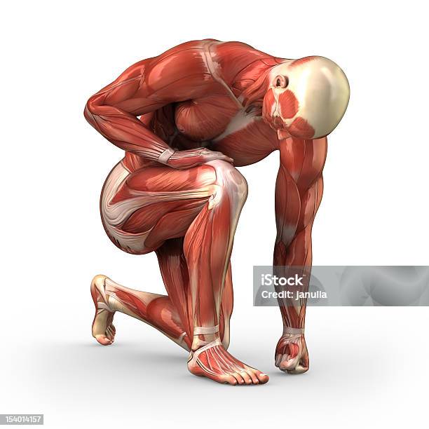 Muscular Male With Visible Muscles Clipping Path Stock Photo - Download Image Now - Kneeling, Men, Temporalis Muscle