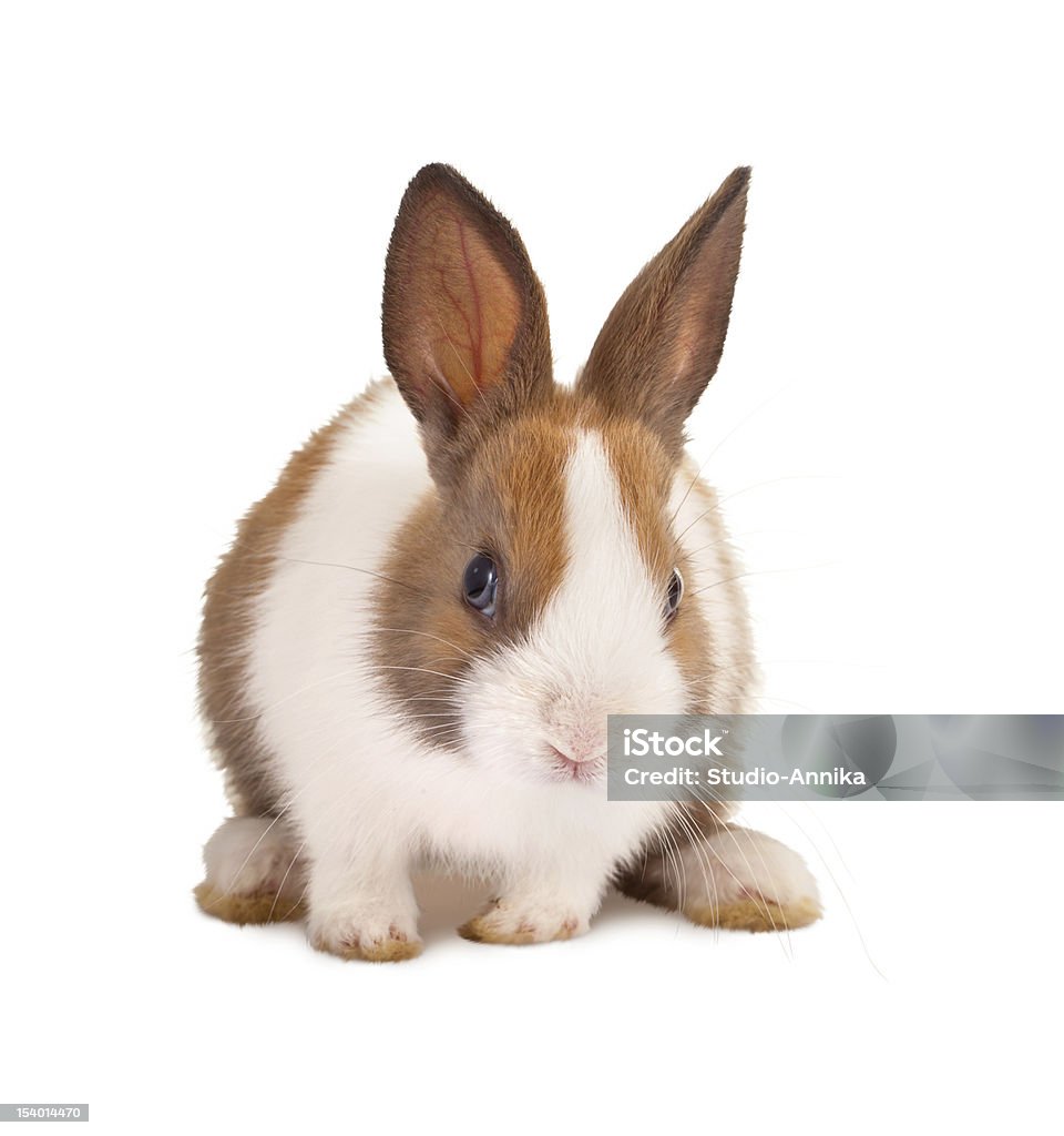 Isolado bunny - Foto de stock de Animal royalty-free