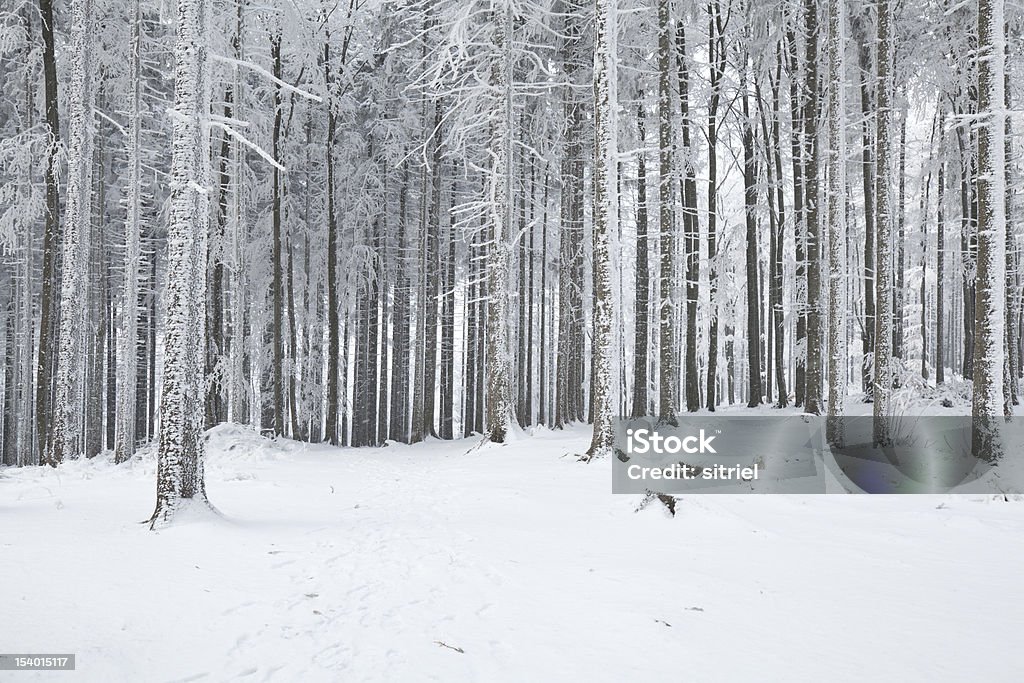 Piękna Zima w Polsce - Zbiór zdjęć royalty-free (Bez ludzi)
