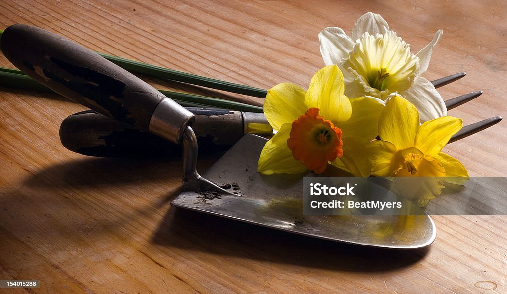 Daffodils on trowel Three daffodil flowers resting on an old gardening trowel and fork. They are on a wooden surface. Daffodil Stock Photo