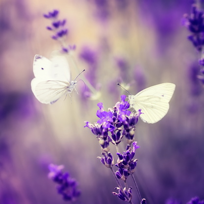 Butterflies on lavender.