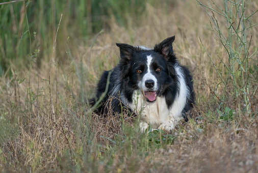 Australian Shepherd dog sitting on the green grass. This file is cleaned and retouched.
