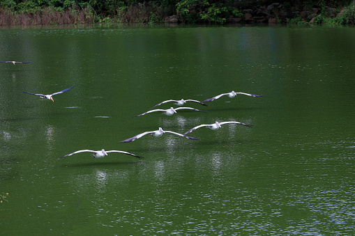 The Painted Stork bird (Mycteria leucocephala) in garden