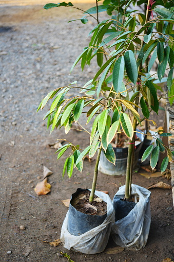 Young Monthong Durian tree is growing in black plastic bag for nursery