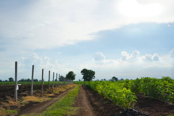 Dirt road  in countryside of farm in Thailand