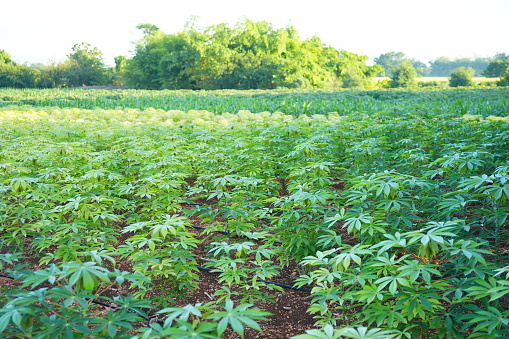 cassava plantation on sky background