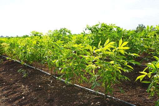 Cassava or manioc farmland agriculture plant field