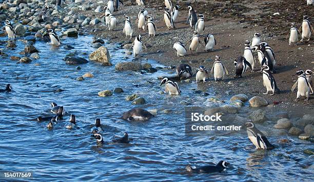 Photo libre de droit de Colonie De Pingouins Magellanic En Patagonie Lamérique Du Sud banque d'images et plus d'images libres de droit de Amérique du Sud