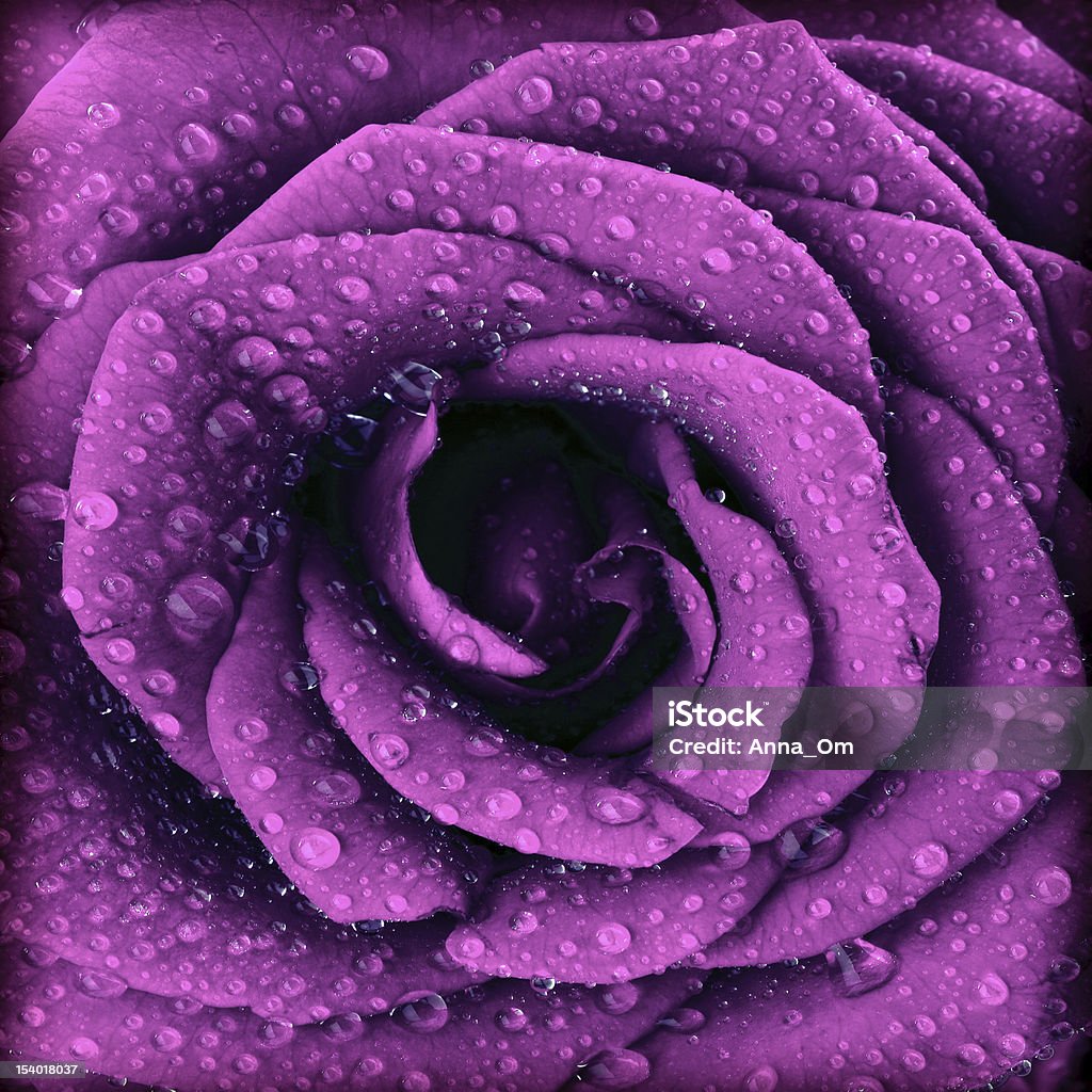 Purple dark rose background Purple dark rose background, abstract floral natural pattern, fresh flower with water drops, beautiful wet plant petals texture, nature details, holidays symbol of love Flower Stock Photo