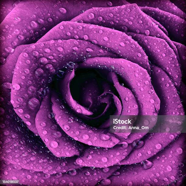 Purple Dark Rose Background Stock Photo - Download Image Now - Flower, Abstract, Beauty In Nature