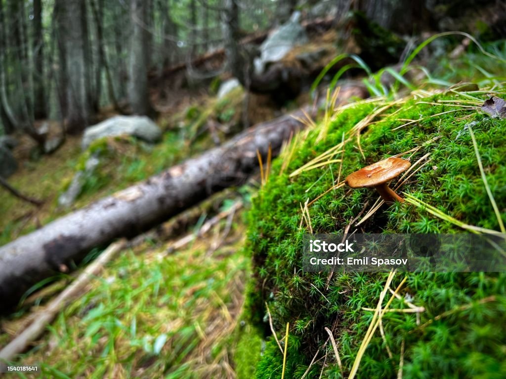 In the forest after rain National park Bulgaria Stock Photo