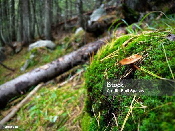 In The Forest After Rain Stock Photo - Download Image Now - Bulgaria, Bulgarian Culture, Color Image
