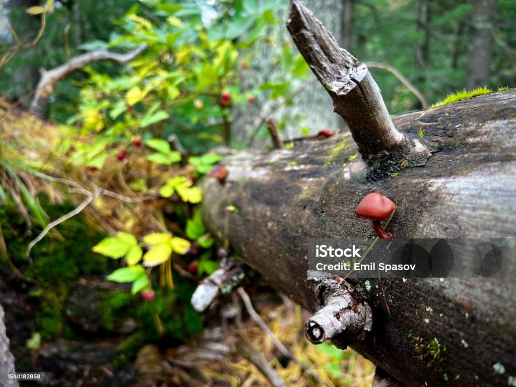 The little mushroom National park Bulgaria Stock Photo