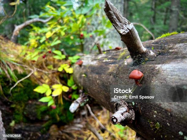 The Little Mushroom Stock Photo - Download Image Now - Bulgaria, Bulgarian Culture, Color Image