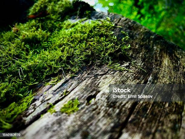 In The Forest Stock Photo - Download Image Now - Bulgaria, Bulgarian Culture, Color Image