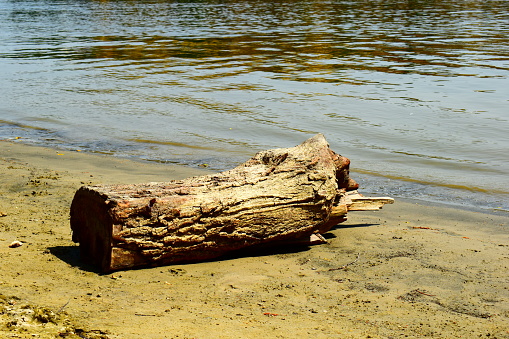 tree stump on a river shore
