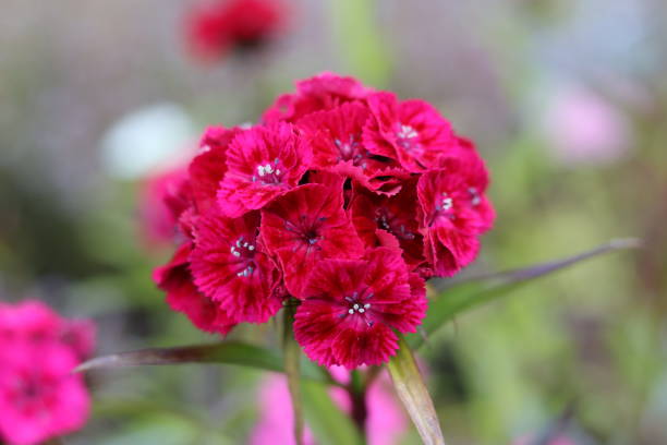 istock Single red dianthus or sweet william flower 1540187180