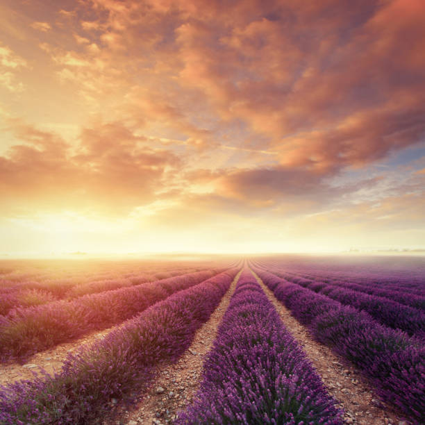 lavanda campo al amanecer - cloudscape cloud flower sky fotografías e imágenes de stock