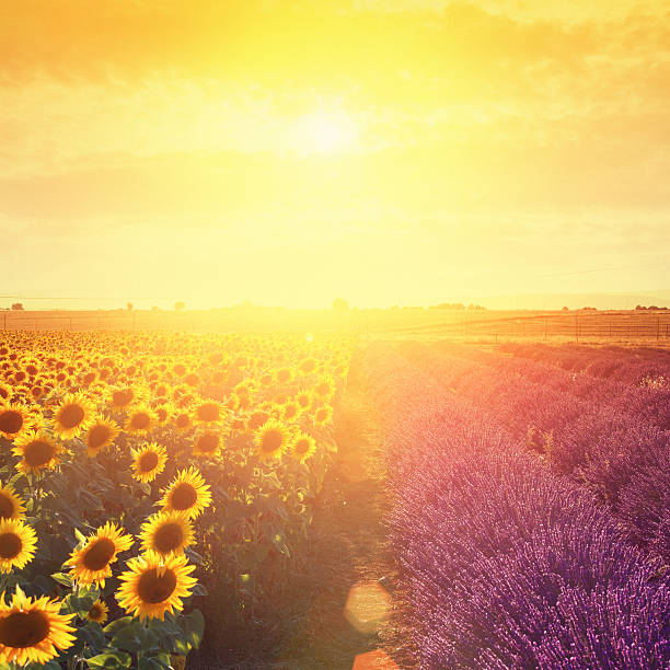 champ de lavande et de tournesols au coucher du soleil - yellow flowers flash photos et images de collection