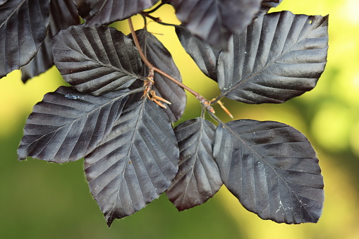 Close up of copper beech leaves against a green background
