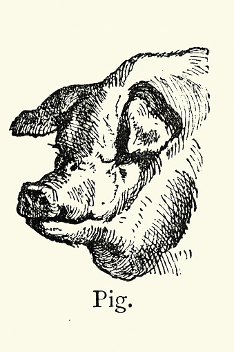 Vintage illustration of Head of a Domestic pig, Farm animals, Livestock, Vintage art 19th Century
