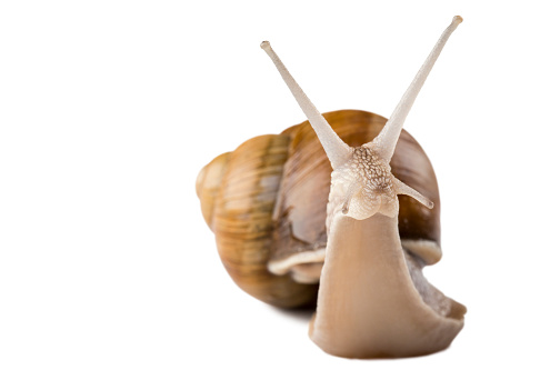 View of a spiral shell in front, highlighted on a white background