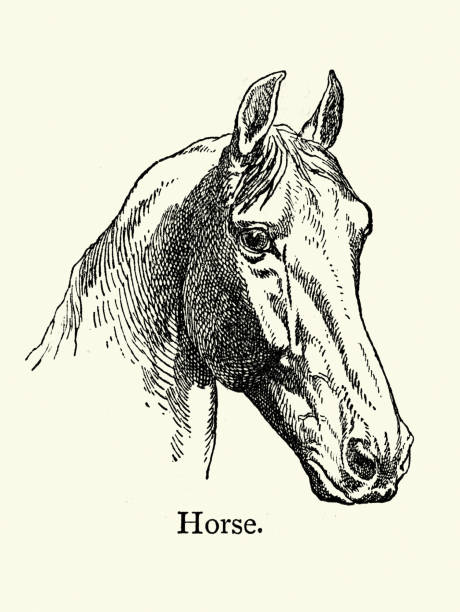 Vintage illustration of Head of a Horse, Farm animals, Livestock, Vintage art 19th Century