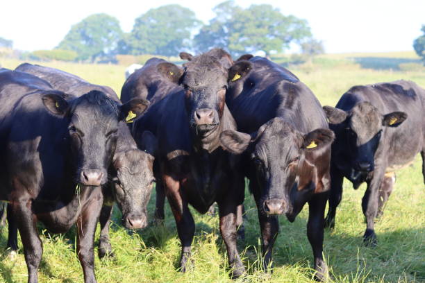 istock Herd of black cows in bright sunshine in a meadow 1540189695