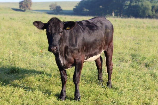 istock Single black cow standing in a meadow in sunshine 1540190242