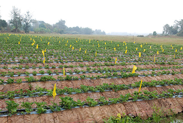 strawberry plantation z kolor żółty Lepki Owad Pułapka modułu – zdjęcie