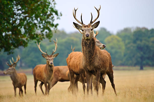 Red deer stags and does herd in Autumn Fall meadow scene
